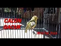 Download Lagu SUARA SIRPU/CIPOW/SIRTU ANAK JANTAN NGERIWIK