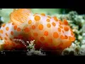 Download Lagu Diving Singapore: Ghost Island (Pulau Hantu): Singapore Nature 2020