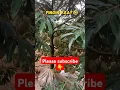 Download Lagu kebun durian musang king yang luar biasa#durian