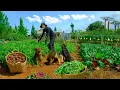 Download Lagu Harvest Homegrown Water Spinach And Beets To Sell At The Market, Cook With Them, Do Gardening