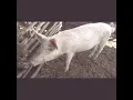 Download Lagu A Simple pig start-up On Deep litter system #pigkeeeping