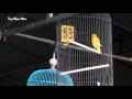 Download Lagu SUARA BURUNG : Ngekek 3 Menit Bikin Roro Di Tawar Sampai 450 Juta