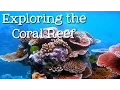 Exploring the Coral Reef Learn about Oceans for Kids - FreeSchool