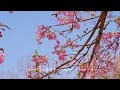 Classical Music for Peace of Mind | Bach, Chopin , Debussy, Mozart | Relaxing & Healing