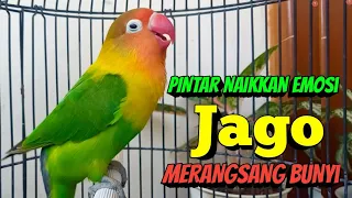 Download Lovebird Gacor Ngekek Panjang, Suaranya Pintar Naikkan EMOSI, Jago Merangsang BUNYI MP3