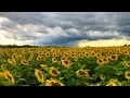 Sunflower Field TimeLapse