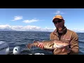 What is a Pacific Cod or True Cod
