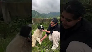 نامردها ی عوضی  به این بی رحمی ندیدم  هاپو  نزهه  البرزخ  حق زندگی  غذا رسانی  کمک   دندنها