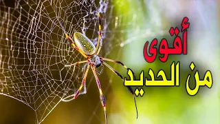 لماذا خيط العنكبوت أقوي من الحديد    دندنها