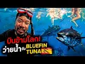 Download Lagu ว่ายน้ำกับ 'ปลาทูน่าครีบน้ำเงิน' ไซส์ 100 กิโลกรัมกลางแม่น้ำสเปน !!!