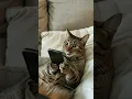 Download Lagu 2 jd 1‼️ #coversong #cat #imut #miaw #funny #cute #miawmiaw #cutecat #kitten