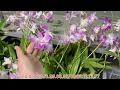 Download Lagu TRƯA. 2/10 VANDA KHOE SẮC,TBS HOA VÀNG,CÁT,TRÂU NỤ TẾT..LH 039399895/0966121377