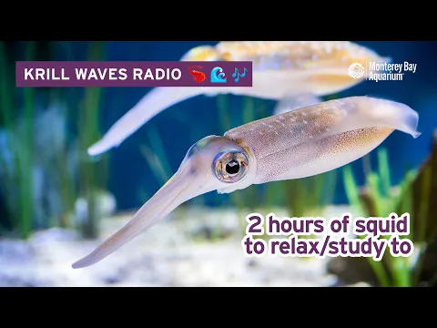 Download MP3 2 Hours Of Squid To Relax/Study/Work To | Lofi Hip Hop | Monterey Bay Aquarium Krill Waves Radio
