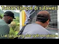 Lagu SAMPAI SULAWESI TARZAN AMERICA K4GET LIAT ULAR PYTHON SEBESAR INI,WAH BISA KETEMU DI PINGGIR JALAN