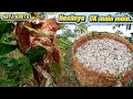 Download Lagu Cari kroto perdana hasilnya di luar dugaan,,!!