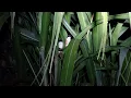 Download Lagu Ngobor burung di lokasi sawah memang paling jos ‼️