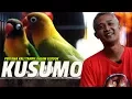 Lagu Pertama Kali Tampil Lovebird KUSUMO Setelah Di Kandang Breeding