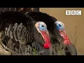 Turkey trio battle for a mate The Mating Game - BBC