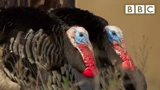 Turkey trio battle for a mate The Mating Game - BBC