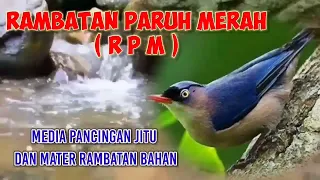 Download PANCINGAN JITU UNTUK RAMBATAN PARUH MERAH // di sertai suara sungai / air mengalir MP3