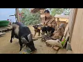Download Lagu Vietnamese girl loves farm animals with all her heart - hà thi muôn
