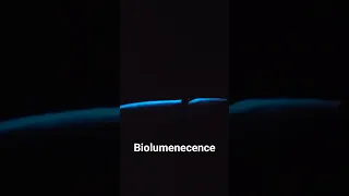 Biolumenecense in the Sea of Cortez / Golf of California #ocean #sealife #sailing  #adventure
