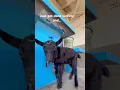 Lagu Veel origineler dan dit wordt het niet😂🐐￼