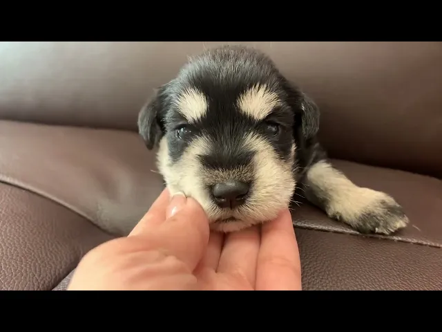 動画