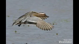 احلى صوت شرشير بلبول 