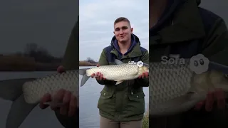 Рибалка на білого Амура на Дніпрі 