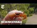 Robot Claw Shows Intricacies of Crab Courtship ScienceTake