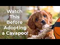 Crockett Doodles All About Cavapoos
