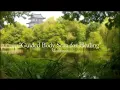 Healing Light Energy, Full Body Scan Guided Meditation