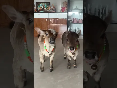 Ever Saw Cows using stairs❤️Nadipathy Mother Cow & Babies #shorts  #viral #pets