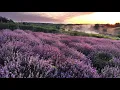 Download Lagu Peaceful music for relaxed listening, meditation, stress relief. Lilac Day. Нежная музыка для души.