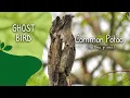 Common Potoo - Ghost bird singing