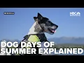 The origin behind the dog days of summer
