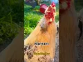Lagu Frankie calls for #maryam #rooster #memes #chickens #funnyanimals #chickenhappyhour