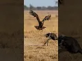 Sky Titan vs Savannah Sprinter #EagleVsOstrich #SavannaChase #WildlifeDrama #PredatorVsPrey