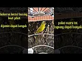 Download Lagu CIAK CIAK NGEKER,BUAT PIKAT KECIAL KUNING ,PASTI DAPAT BANYAK