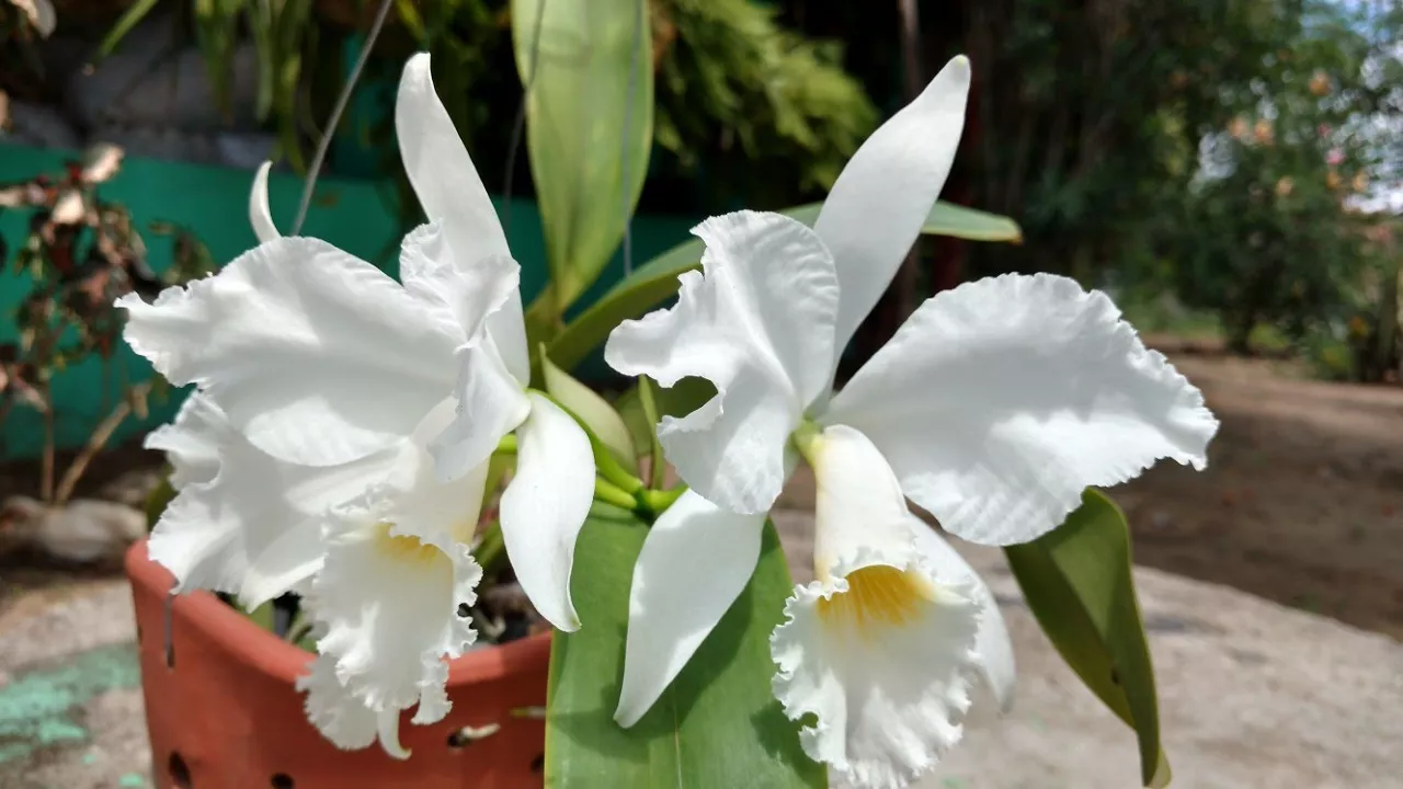 ORQUIDEAS CULTIVO DE CATTLEYAS A PEDIDO DA (ANA CELI)