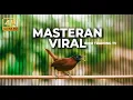 Download Lagu VIRAL Masteran Tepus Kepala Abu Gacor Tembakan Tembus