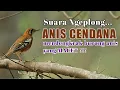 Download Lagu Burung Anis Cendana Suara Ngeplong
