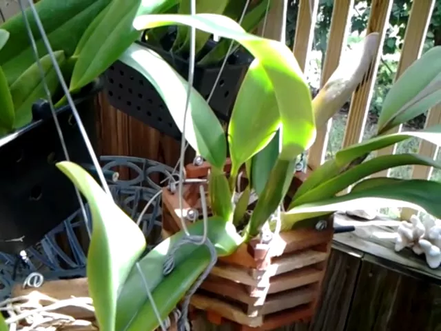 JUST A BUNCH OF FILLED SHEATHS CATTLEYA ORCHIDS