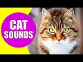 CAT MEOWING SOUNDS Realistic Cat Sounds and Noises with s