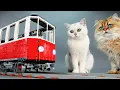 Download Lagu Building a Cat-Sized Lego Train