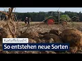 Download Lagu Kartoffelzucht: Jahrelange Arbeit für eine neue Sorte | Abendschau | BR24