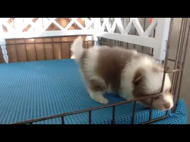 動画