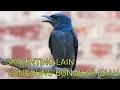 Download Lagu LANGSUNG BONGKAR ISIAN❗❗ PANCINGAN JITU SRIGUNTING ABU BIAR MAU BONGKAR ISIAN