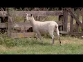 LOT 7 - HIGH ROAD SHEEP